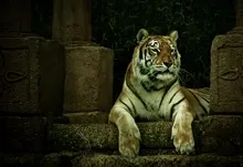animals tigers stone buildings stone sculpture 1920x1200 wallpaper Art HD Wallpaper